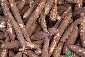 木薯的營養(yǎng)價值 木薯的功效與作用 木薯的營養(yǎng)價值 木薯的功效與作用