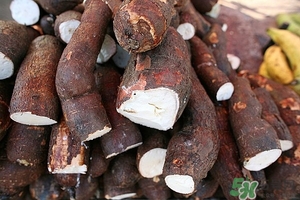 木薯的營養(yǎng)價值 木薯的功效與作用 木薯的營養(yǎng)價值 木薯的功效與作用