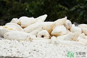 木薯的營養(yǎng)價值 木薯的功效與作用 木薯的營養(yǎng)價值 木薯的功效與作用