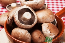 褐菇的營養(yǎng)價值 褐菇的功效與作用 褐菇的營養(yǎng)價值 褐菇的功效與作用