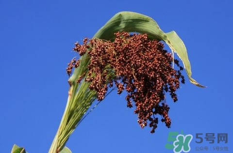 高粱米不能和什么一起吃?高粱米和什么米搭配好 高粱米不能和什么一起吃?高粱米和什么米搭配好