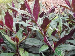 紅背菜是什么菜?紅背菜的功效與作用 紅背菜是什么菜?紅背菜的功效與作用