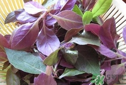 紅背菜是什么菜?紅背菜的功效與作用 紅背菜是什么菜?紅背菜的功效與作用