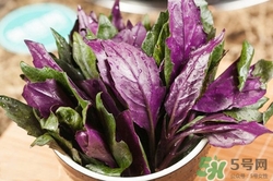 紅背菜是什么菜?紅背菜的功效與作用 紅背菜是什么菜?紅背菜的功效與作用