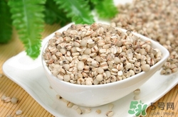 備孕可以吃薏米嗎?備孕期間吃薏米有什么好處 備孕可以吃薏米嗎?備孕期間吃薏米有什么好處