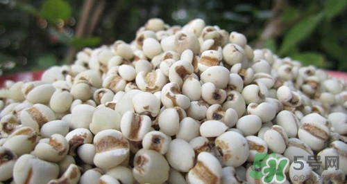 備孕可以吃薏米嗎?備孕期間吃薏米有什么好處 備孕可以吃薏米嗎?備孕期間吃薏米有什么好處