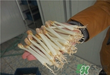 花生芽的營(yíng)養(yǎng)價(jià)值 花生芽的功效與作用