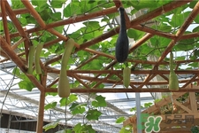 砍瓜的營(yíng)養(yǎng)價(jià)值 砍瓜的功效與作用