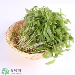 芽苗菜的營(yíng)養(yǎng)價(jià)值 芽苗菜的功效與作用 芽苗菜的營(yíng)養(yǎng)價(jià)值 芽苗菜的功效與作用