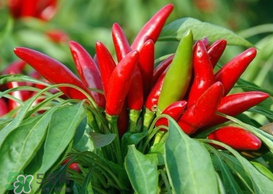 新鮮辣椒怎么保存？新鮮辣椒怎么保存更久？