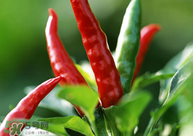 新鮮辣椒怎么保存？新鮮辣椒怎么保存更久？