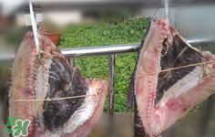 新鮮魚(yú)怎么腌制咸魚(yú)塊？咸魚(yú)塊怎么腌制