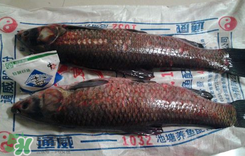 新鮮魚(yú)怎么腌制咸魚(yú)塊？咸魚(yú)塊怎么腌制