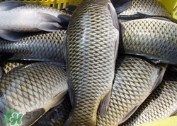 烏江魚孕婦可以吃嗎?孕婦吃烏江魚好嗎 烏江魚孕婦可以吃嗎?孕婦吃烏江魚好嗎