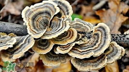 孕婦可以吃靈芝嗎?孕婦吃靈芝有什么好處 孕婦可以吃靈芝嗎?孕婦吃靈芝有什么好處