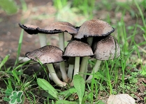 小孩可以吃靈芝嗎?小孩吃靈芝有什么作用 小孩可以吃靈芝嗎?小孩吃靈芝有什么作用