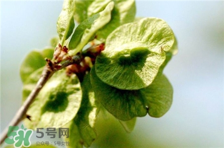 榆錢的營養(yǎng)價值 榆錢的功效與作用 榆錢的營養(yǎng)價值 榆錢的功效與作用