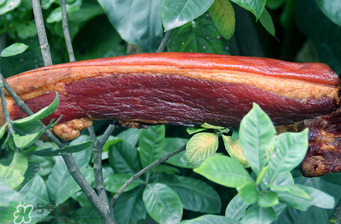 腌肉有亞硝酸鹽嗎？腌肉多久亞硝酸鹽最低？