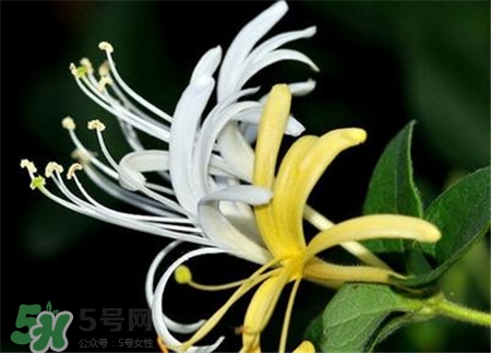 金銀花能祛痘嗎?金銀花洗臉可以祛痘嗎? 金銀花能祛痘嗎?金銀花洗臉可以祛痘嗎?