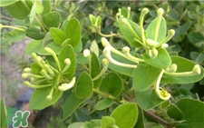 金銀花能祛痘嗎?金銀花洗臉可以祛痘嗎? 金銀花能祛痘嗎?金銀花洗臉可以祛痘嗎?