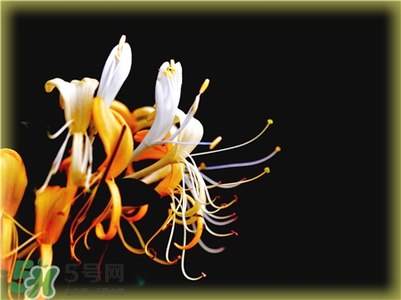 金銀花能祛痘嗎?金銀花洗臉可以祛痘嗎? 金銀花能祛痘嗎?金銀花洗臉可以祛痘嗎?