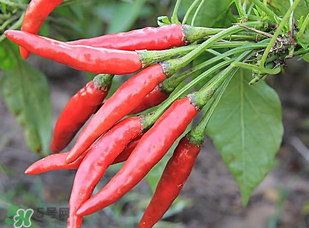 辣椒變紅能吃嗎？辣椒為什么會變紅？