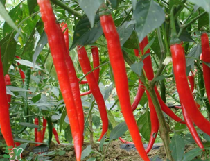 辣椒變紅能吃嗎？辣椒為什么會變紅？
