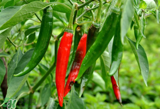 辣椒變軟了還能吃嗎？辣椒變軟了怎么辦？