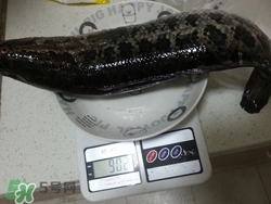 一斤魚可以做多少魚丸？一斤魚可以做幾個(gè)魚丸？