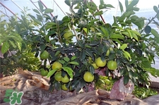 柚子葉洗澡有什么用?柚子葉的功效與作用 柚子葉洗澡有什么用?柚子葉的功效與作用