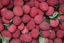 荔枝里面有蟲(chóng)子怎么辦?荔枝里面有蟲(chóng)子還能吃嗎 荔枝里面有蟲(chóng)子怎么辦?荔枝里面有蟲(chóng)子還能吃嗎