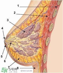怎么減肥胸部不會(huì)變??？減肥不減胸的最好辦法