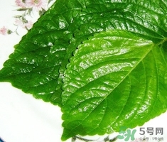 紫蘇葉可以泡腳嗎?蘇子葉泡酒有什么功效 紫蘇葉可以泡腳嗎?蘇子葉泡酒有什么功效