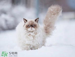 2017年什么時(shí)候最冷？2017年最冷的是哪幾天？