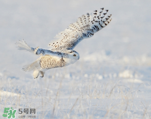 2017年三九四九是什么時(shí)候？2017年四九是哪天？