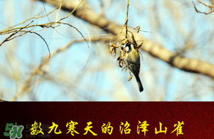 2017年三九四九是什么時(shí)候？2017年四九是哪天？