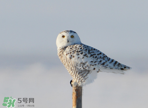 2017年三九四九是什么時(shí)候？2017年四九是哪天？