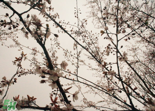 六九是幾號(hào)？2017年六九是哪天？