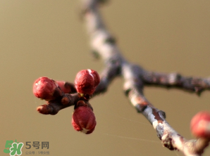 六九是幾號(hào)？2017年六九是哪天？