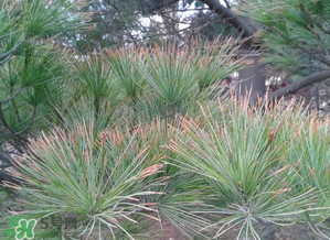 六九是幾號(hào)？2017年六九是哪天？