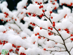 數(shù)九天什么時候最冷？數(shù)九天幾九最冷？