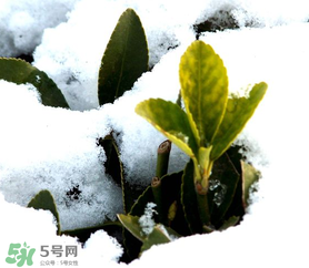 小寒是幾九？2017年小寒是幾九？