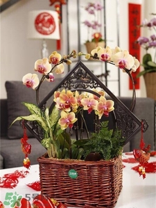 過年買什么花放家里好?過年家里放什么花好? 過年買什么花放家里好?過年家里放什么花好?