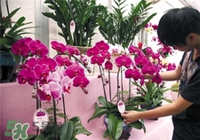 過年買什么花放家里好?過年家里放什么花好? 過年買什么花放家里好?過年家里放什么花好?