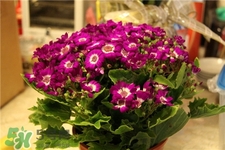 過年買什么花放家里好?過年家里放什么花好? 過年買什么花放家里好?過年家里放什么花好?