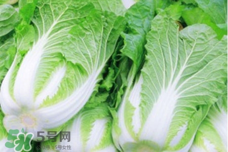 2017過年白菜會漲價(jià)嗎？2017年春節(jié)白菜價(jià)格預(yù)測