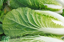 2017過年白菜會漲價(jià)嗎？2017年春節(jié)白菜價(jià)格預(yù)測