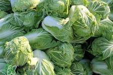 2017過年白菜會漲價(jià)嗎？2017年春節(jié)白菜價(jià)格預(yù)測