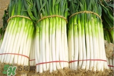 2017過年大蔥會漲價嗎？2017年春節(jié)大蔥價格預(yù)測