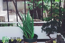 2017過年小蔥會(huì)漲價(jià)嗎？2017年春節(jié)小蔥價(jià)格預(yù)測(cè)